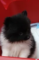 AKC Emmy, a female Pomeranian for sale in Milton, FL – 3 of 8