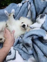 CKC Bones, a male Pomeranian for sale in Milton, FL – 4 of 6