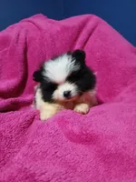 AKC Oreo Cookie, a female Pomeranian for sale in Milton, FL – 4 of 4