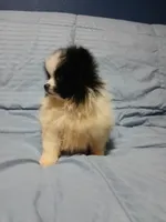 AKC Oreo Cookie, a female Pomeranian for sale in Milton, FL – 6 of 6
