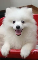 AKC Big Ben, a male Pomeranian for sale in Milton, FL – 3 of 3