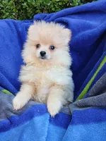 AKC Doodle, a male Pomeranian for sale in Milton, FL – 1 of 6