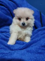 AKC Doodle, a male Pomeranian for sale in Milton, FL – 3 of 5