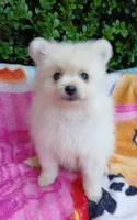 CKC Ghost Girl , a female Pomeranian for sale in Milton, FL – 1 of 4