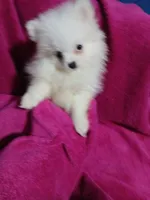 AKC Eve, a female Pomeranian for sale in Milton, FL – 3 of 7