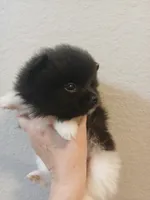 AKC Maomao, a female Pomeranian for sale in Milton, FL – 3 of 3