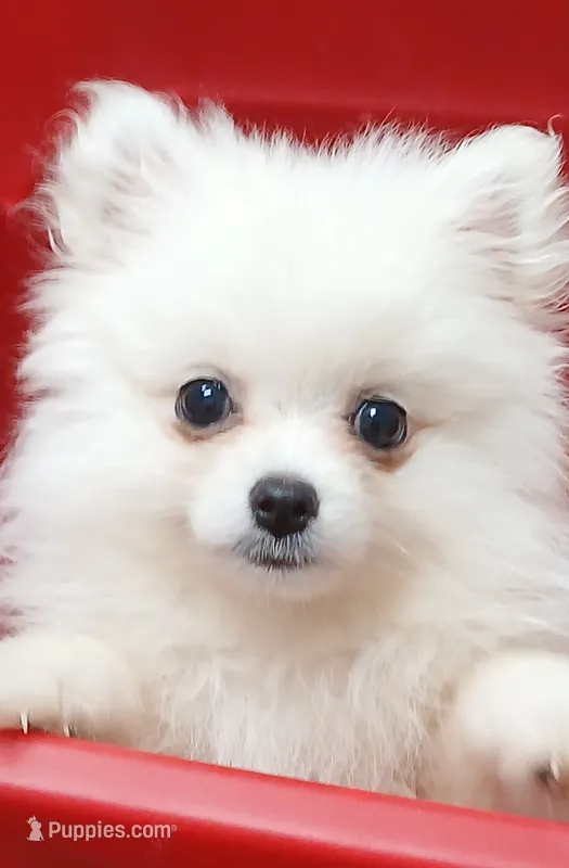 AKC Grace – Pomeranian puppy for sale in Milton, FL