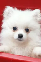 AKC Grace, a female Pomeranian for sale in Milton, FL – 1 of 8