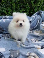 CKC Bones, a male Pomeranian for sale in Milton, FL – 2 of 6