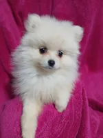 AKC Grace, a female Pomeranian for sale in Milton, FL – 2 of 3
