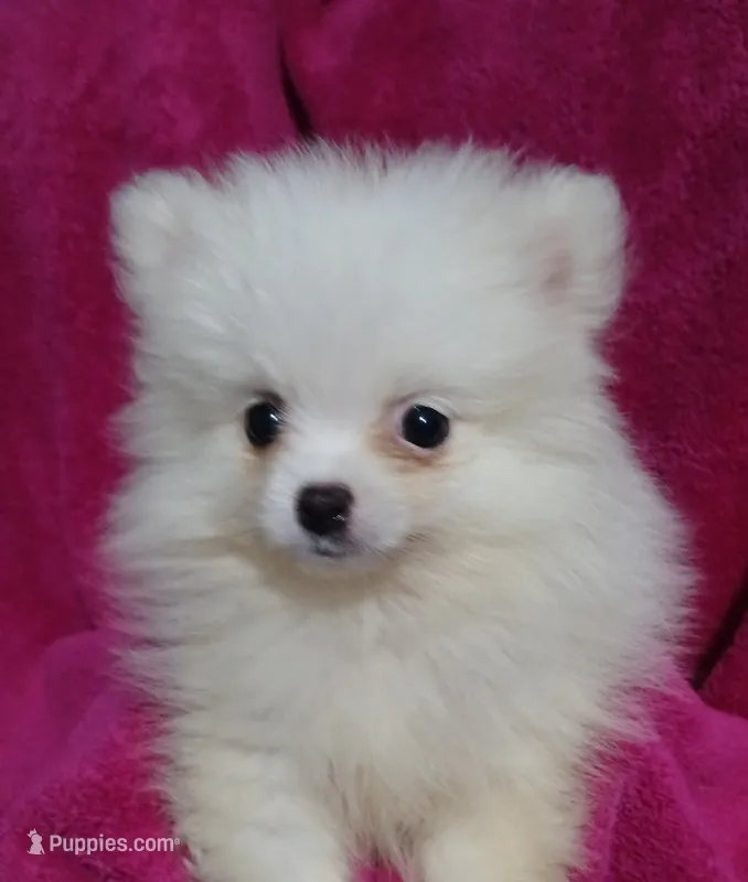 AKC Eve – Pomeranian puppy for sale in Milton, FL