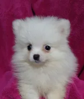 AKC Eve, a female Pomeranian for sale in Milton, FL – 1 of 7