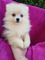 AKC Sugar Cookie , a female Pomeranian for sale in Milton, FL – 2 of 9