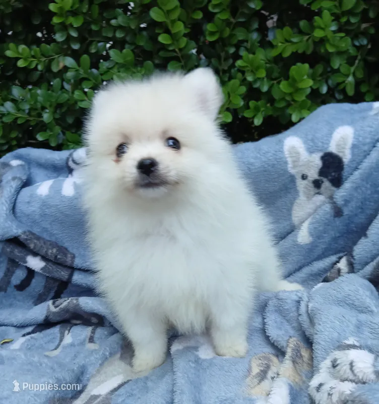 CKC Bones – Pomeranian puppy for sale in Milton, FL
