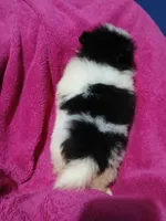 AKC Oreo Cookie, a female Pomeranian for sale in Milton, FL – 3 of 4