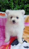 CKC Ghost Girl , a female Pomeranian for sale in Milton, FL – 2 of 4
