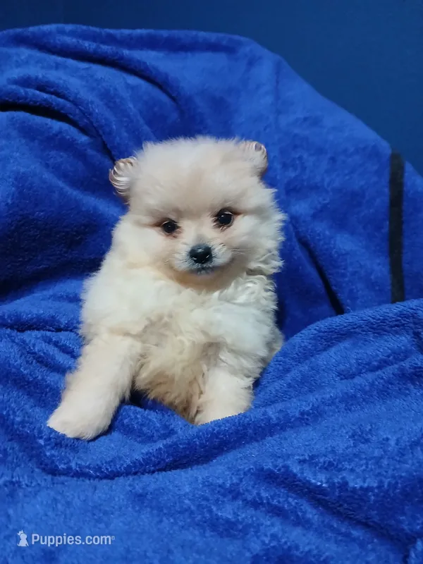 AKC Doodle – Pomeranian puppy for sale in Milton, FL