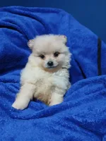 AKC Doodle, a male Pomeranian for sale in Milton, FL – 1 of 5