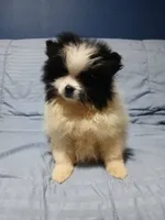 AKC Oreo Cookie, a female Pomeranian for sale in Milton, FL – 5 of 6