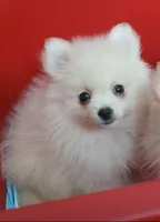 CKC Tiny B, a male Pomeranian for sale in Milton, FL – 2 of 6
