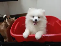 AKC Big Ben, a male Pomeranian for sale in Milton, FL – 2 of 3