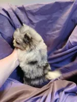 Girl with two Blue eys, a female Pomeranian for sale in Milton, FL – 6 of 6