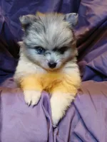 Girl with two Blue eys, a female Pomeranian for sale in Milton, FL – 4 of 6