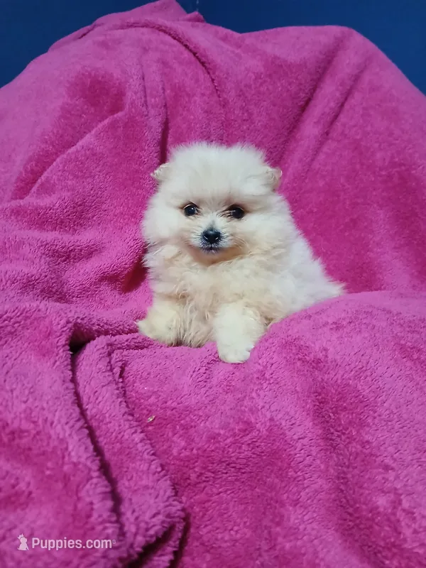 AKC Sugar Cookie  – Pomeranian puppy for sale in Milton, FL