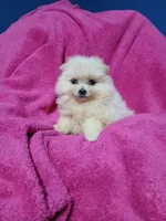 AKC Sugar Cookie , a female Pomeranian for sale in Milton, FL – 1 of 8