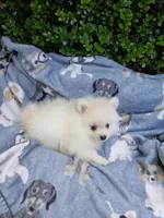 CKC Bones, a male Pomeranian for sale in Milton, FL – 6 of 6