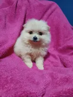 AKC Sugar Cookie , a female Pomeranian for sale in Milton, FL – 7 of 8