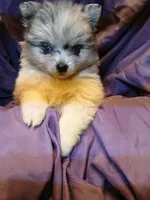 Girl with two Blue eys, a female Pomeranian for sale in Milton, FL – 5 of 6