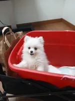 AKC Grace, a female Pomeranian for sale in Milton, FL – 6 of 8