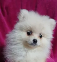 AKC Grace, a female Pomeranian for sale in Milton, FL – 3 of 3
