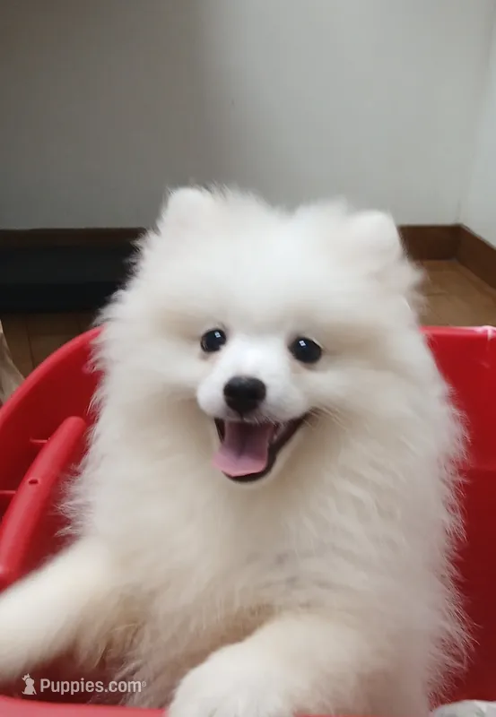 AKC Big Ben – Pomeranian puppy for sale in Milton, FL