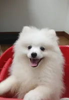 AKC Big Ben, a male Pomeranian for sale in Milton, FL – 1 of 3
