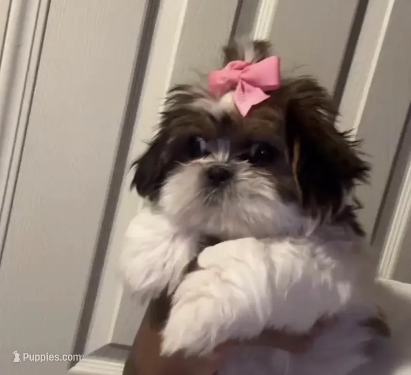 Nova – Shih Tzu puppy for sale in Shannon, MS