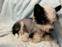 Luna, a female Chinese Crested for sale in Marshallberg, NC – 4 of 4