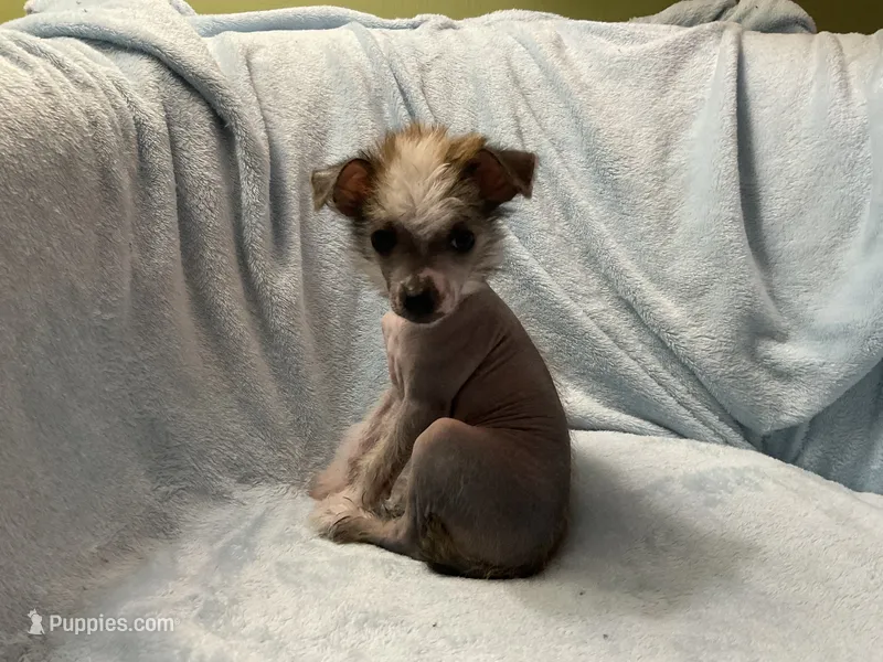 Max – Chinese Crested puppy for sale in Marshallberg, NC