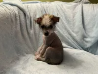 Max, a male Chinese Crested for sale in Marshallberg, NC – 1 of 3