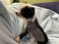 Luna, a female Chinese Crested for sale in Marshallberg, NC – 2 of 4