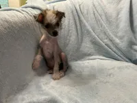Max, a male Chinese Crested for sale in Marshallberg, NC – 2 of 3
