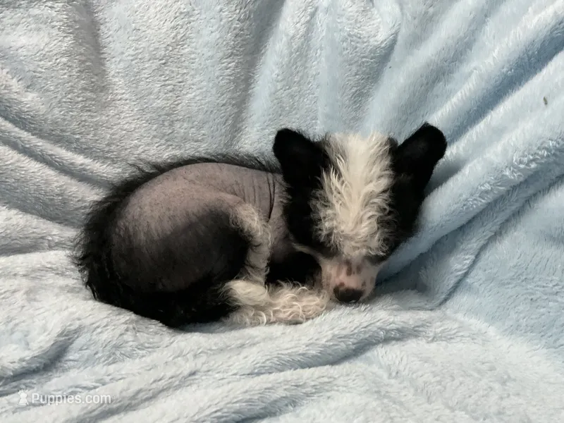 Luna, a female Chinese Crested for sale in Marshallberg, NC – 1 of 4