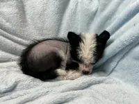 Luna, a female Chinese Crested for sale in Marshallberg, NC – 1 of 4