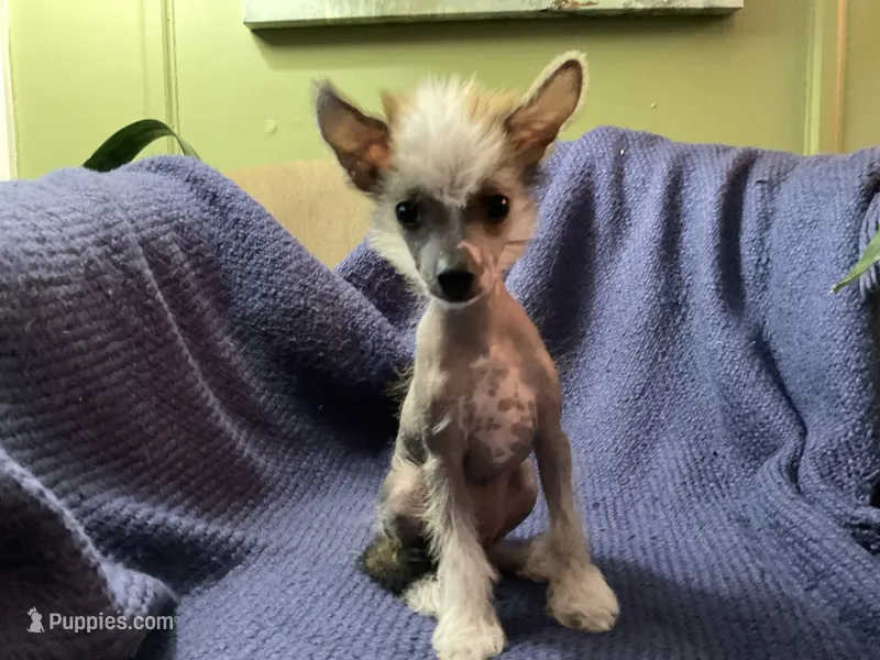 Max – Chinese Crested puppy for sale in Marshallberg, NC
