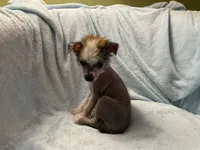 Max, a male Chinese Crested for sale in Marshallberg, NC – 3 of 3