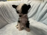 Luna, a female Chinese Crested for sale in Marshallberg, NC – 3 of 4