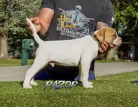 Razor , a male American Bulldog for sale in Levittown, PA – 2 of 4