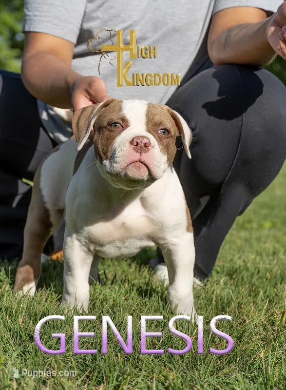 Genesis  – American Bulldog puppy for sale in Levittown, PA