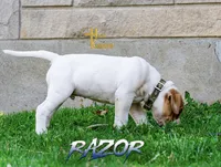 Razor , a male American Bulldog for sale in Levittown, PA – 4 of 4